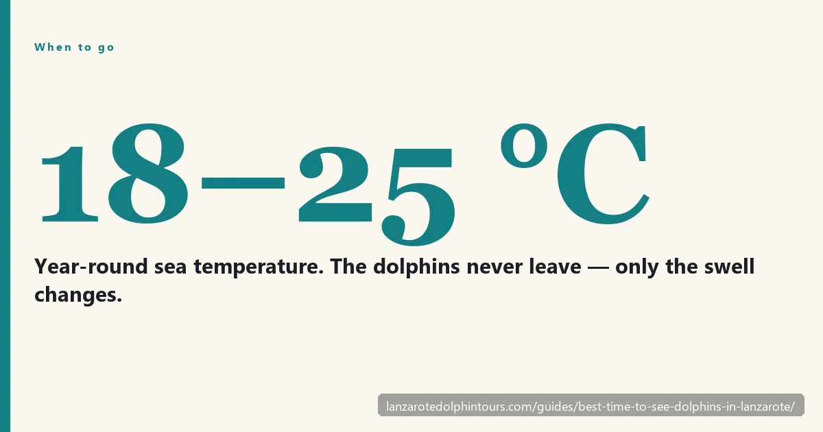 Best time to see dolphins in Lanzarote