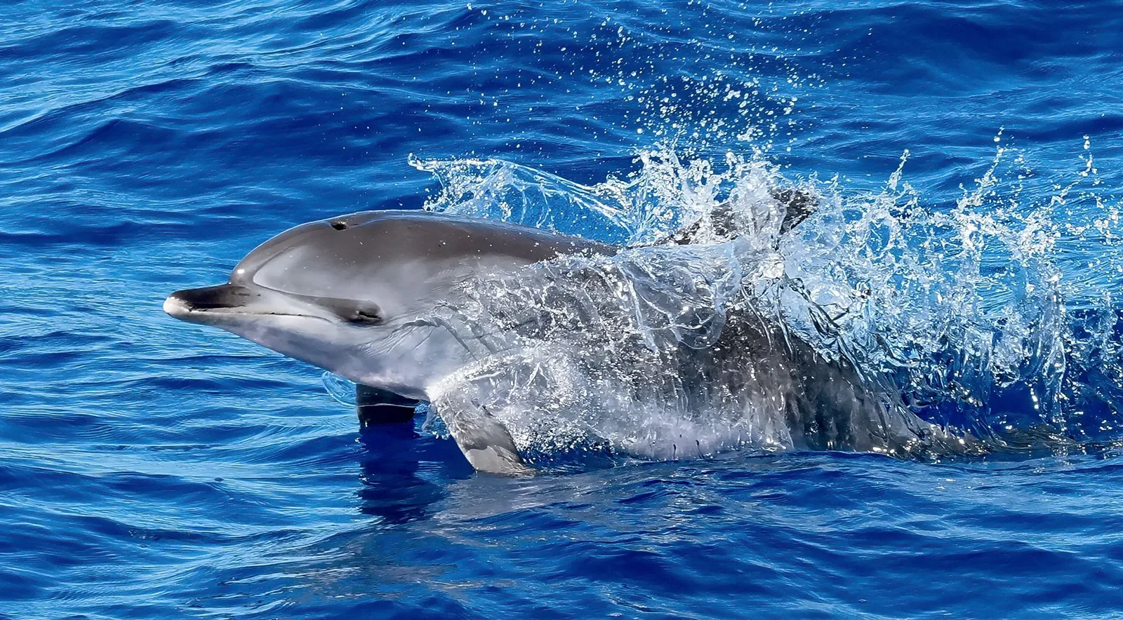 A bottlenose dolphin surfacing alongside a boat in deep blue Atlantic water off Lanzarote