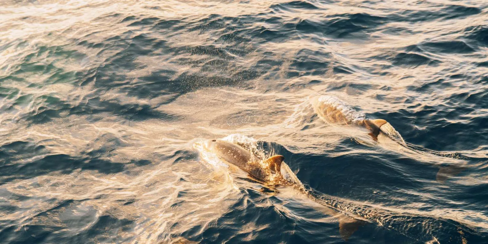 Two dolphins surfacing side by side in sunlit water beside the catamaran