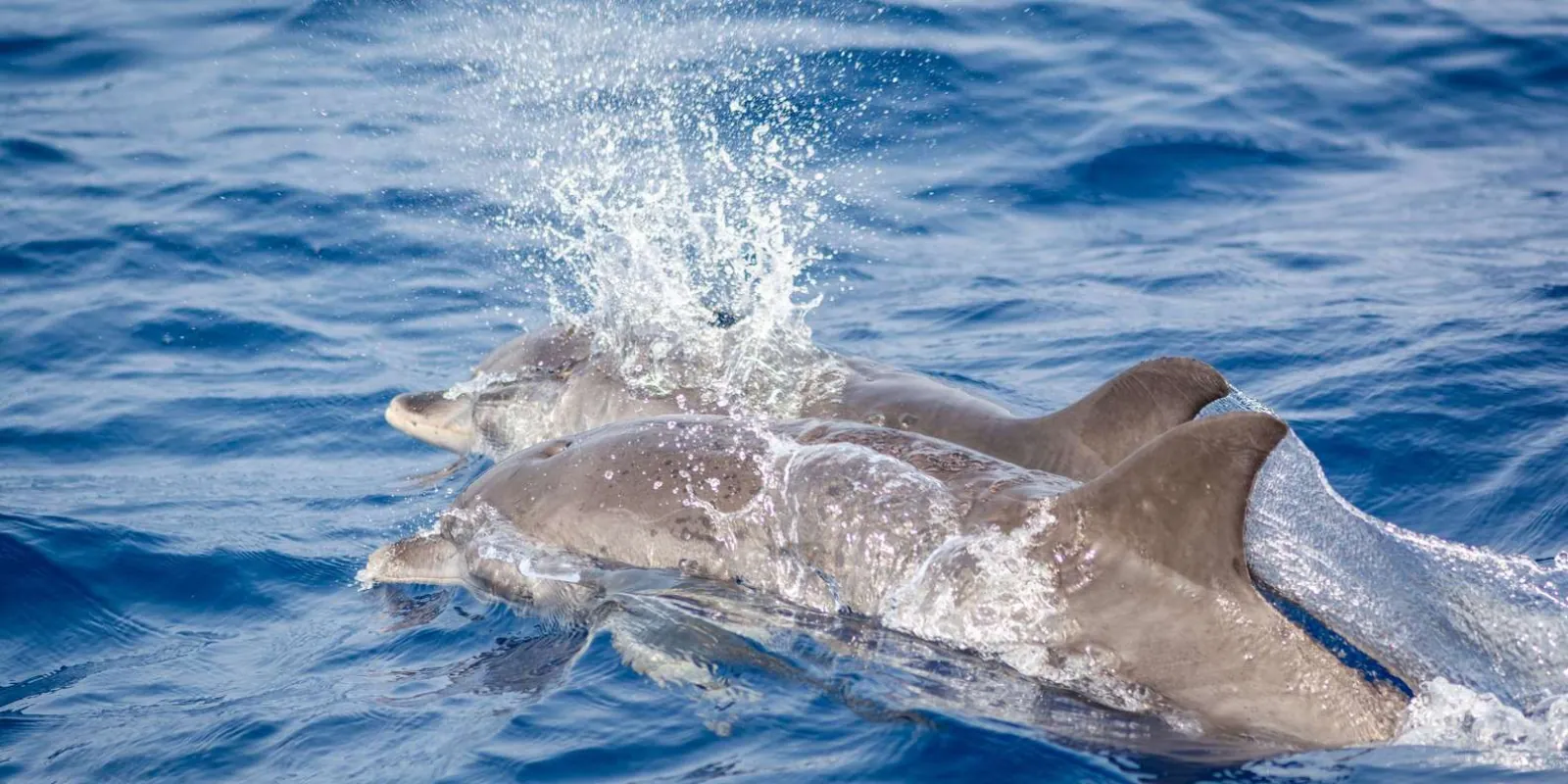 Two dolphins breaking the surface together in bright blue Atlantic water