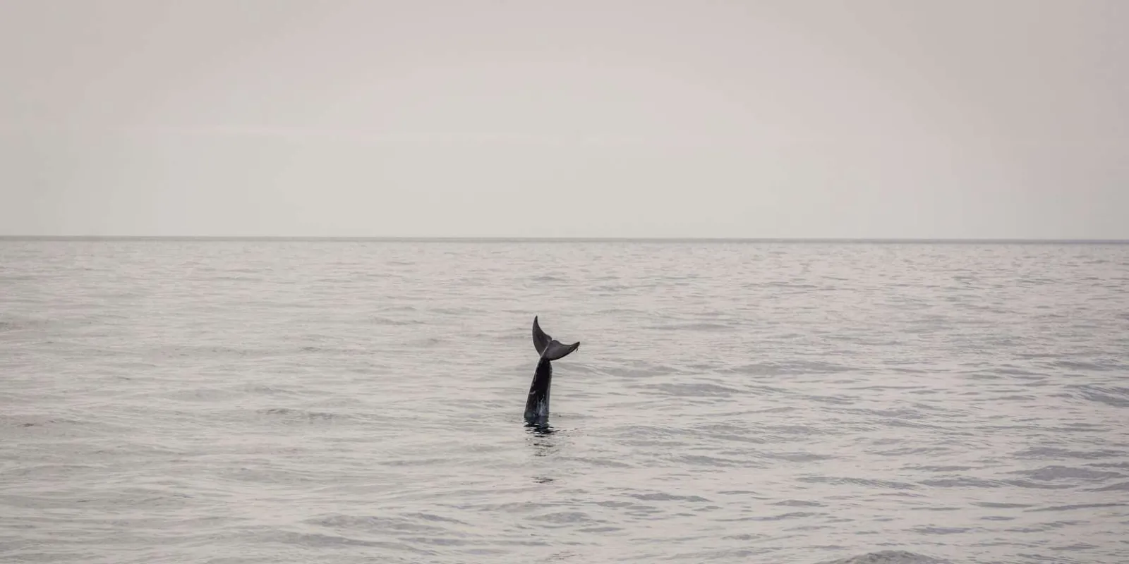A whale's tail fluke raised above a flat, pale sea off Lanzarote