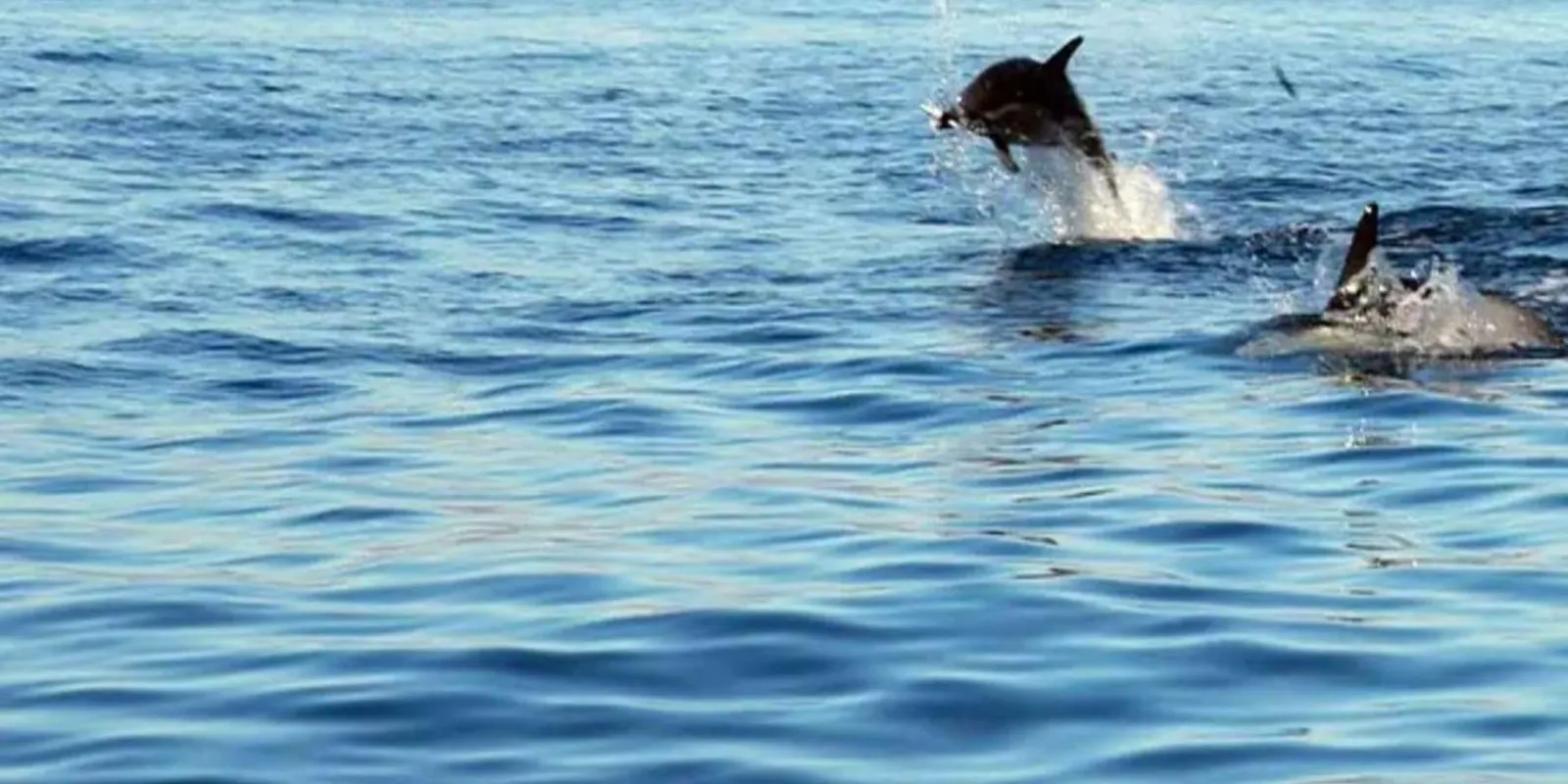 A dolphin leaping clear of pale turquoise water beside the speedboat