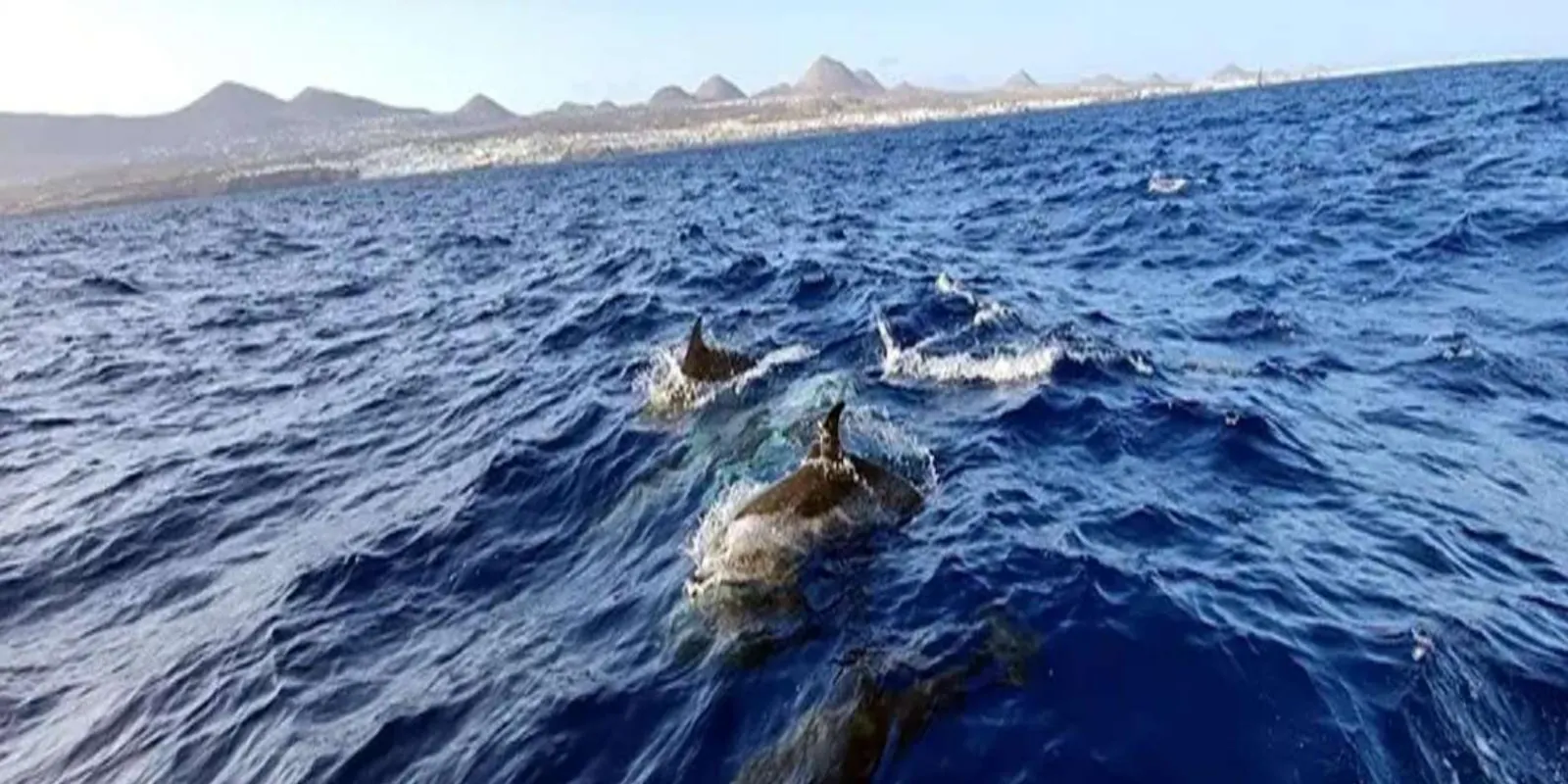 A small pod of dolphins surfacing off the Lanzarote coast, seen from the RIB