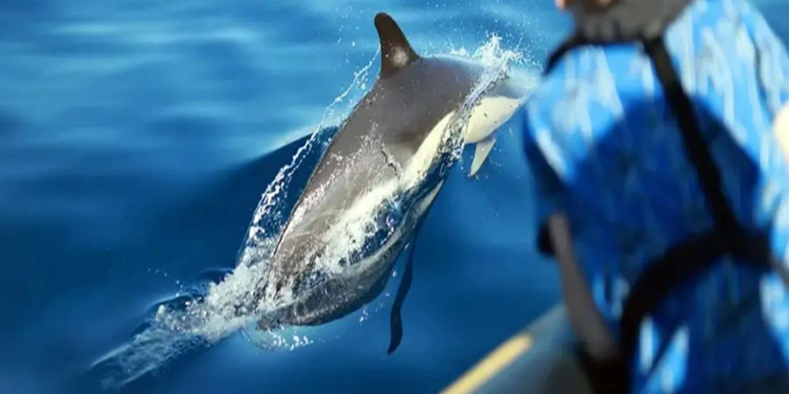 A dolphin surfacing right beside the inflatable's tube, seen from on board