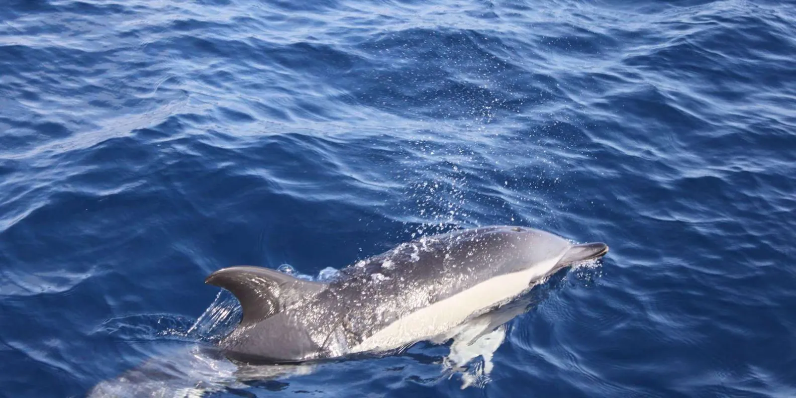 An Atlantic spotted dolphin breaking the surface in deep blue water off Lanzarote