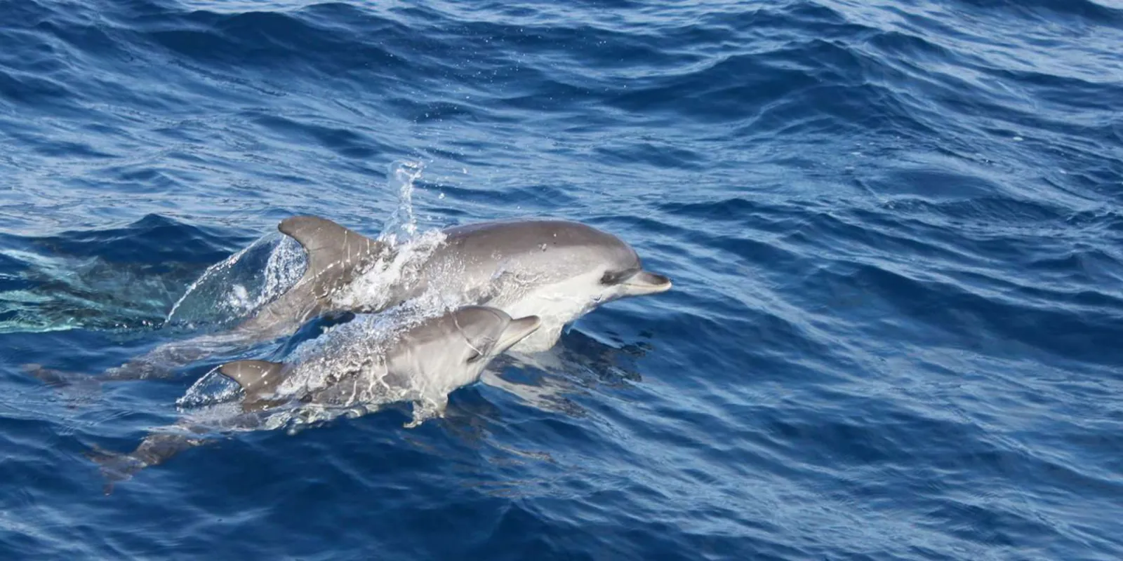 A pod of Atlantic spotted dolphins surfacing together in choppy blue water