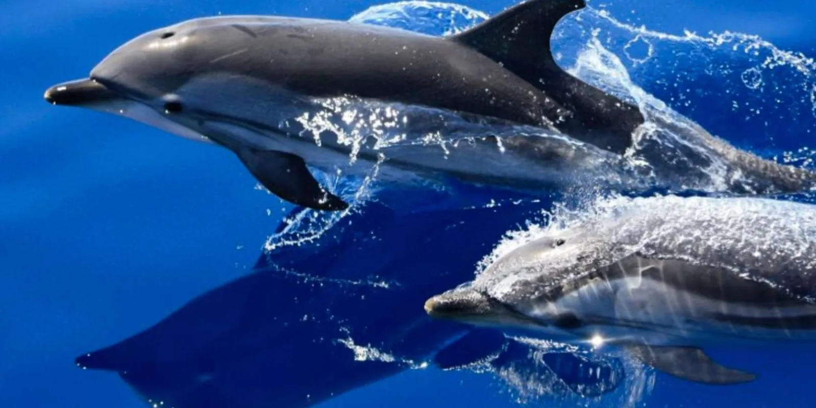 Two dolphins leaping clear of deep blue water alongside the boat
