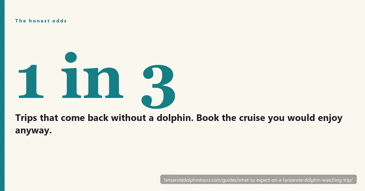 What to expect on a Lanzarote dolphin watching trip